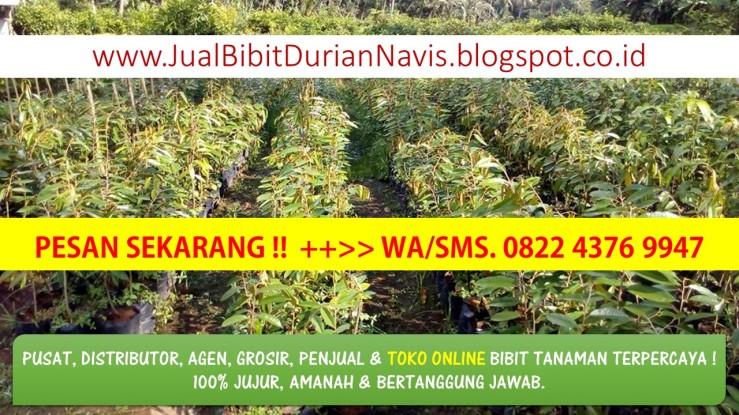 jual-bibit-buah-durian-musang-king-jual-bibit-buah-durian-musang-king-unggulwasms-082-243769-947